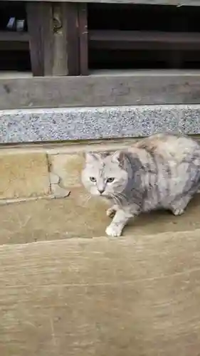 麻賀多神社の動物