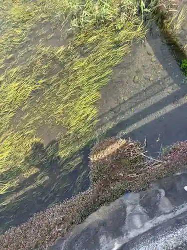 南沢氷川神社の御朱印