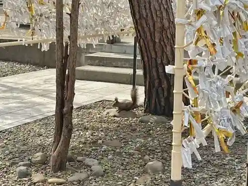 彌彦神社　(伊夜日子神社)の動物