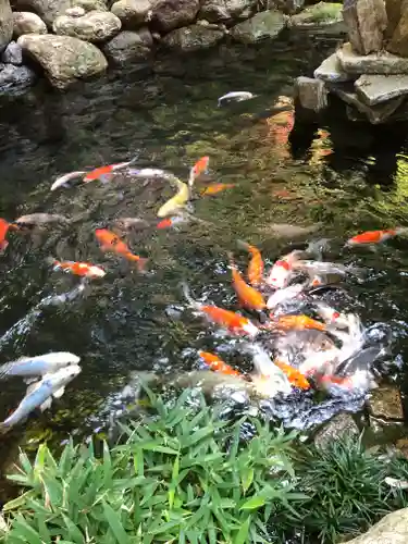 秩父神社の動物