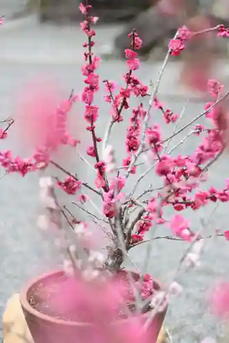 石山寺の御朱印