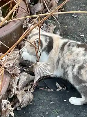 一心寺・一心禅寺の動物