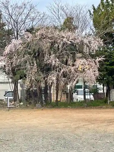手筒花火発祥の地 吉田神社の自然