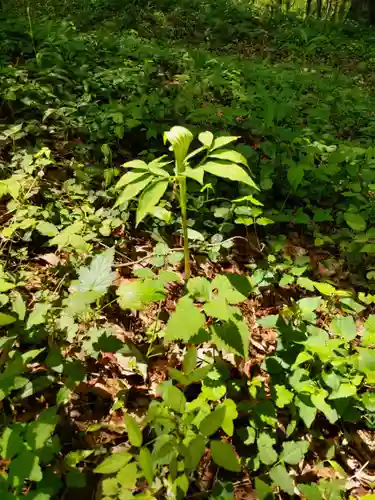 塩船観音寺の庭園