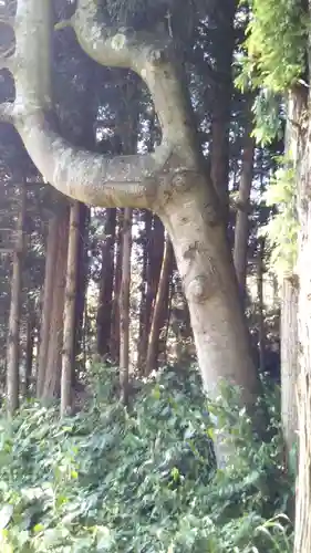 長洞神社の自然