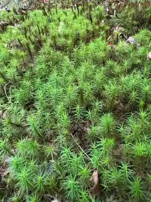 東福禅寺(東福寺)(京都府)