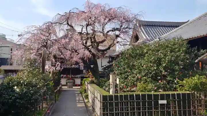 地蔵院(椿寺)の自然