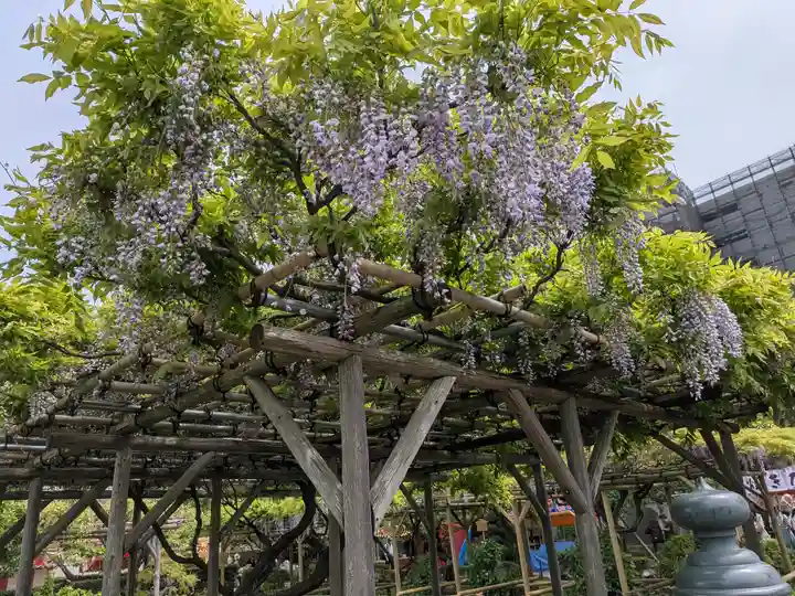 亀戸天神社(東京都)