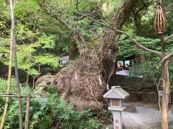 來宮神社(静岡県)