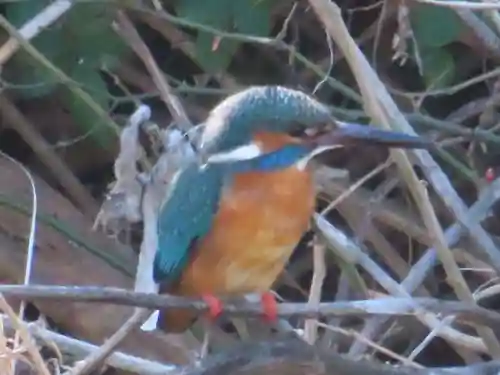 町田天満宮の動物