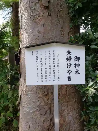 阿佐ヶ谷神明宮の自然