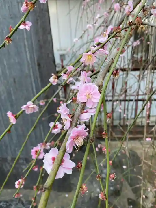 武蔵第六天神社の{uncategorized: "未分類", other: "その他", undefined: "問題あり", building: "その他建物", grave: "お墓", sacred_gate: "鳥居", guardian: "狛犬", statue: "像", buddha: "仏像", history: "歴史", nature: "自然", garden: "庭園", animal: "動物", pagoda: "塔", temizu: "手水舎", mountain_gate: "山門・神門", sanctuary: "本殿・本堂", subordinate: "末社・摂社", art: "芸術", scenery: "景色", jizo: "地蔵", ema: "絵馬", goshuin: "御朱印", omikuji: "おみくじ", items: "授与品その他", amulet: "お守り", goshuincho: "御朱印帳", eats: "食事", festival: "お祭り", votive_dance: "神楽", shichigosan: "七五三参", wedding: "結婚式", experience: "体験その他", initially: "初詣", around: "周辺", anti_infection: "感染症対策"}