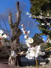 賀羅加波神社の自然