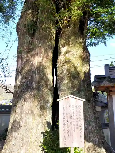 西方寺（さざんかの寺）の山門