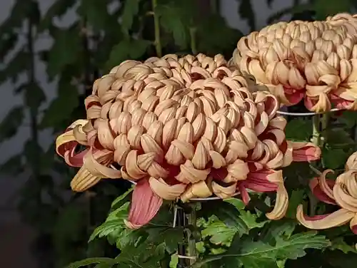 湯島天満宮の自然