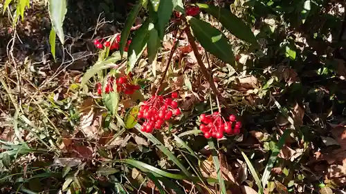 桐生天満宮の自然