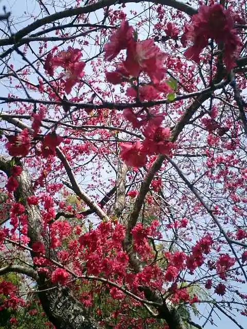 御霊神社の自然