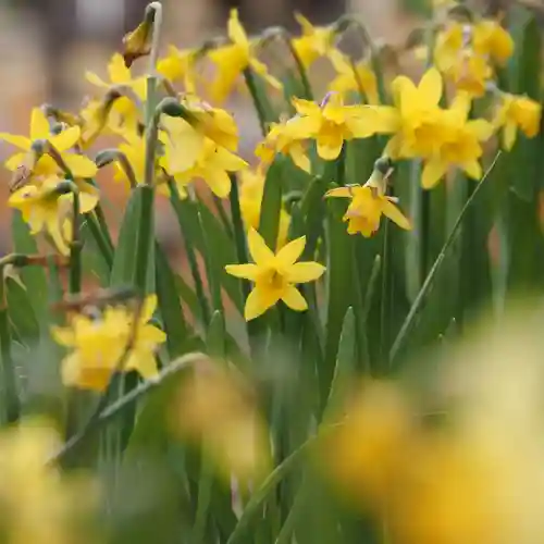 天王山 安楽寺(福井県)