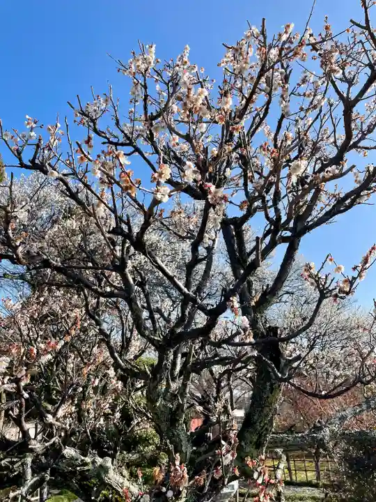 台林寺(栃木県)