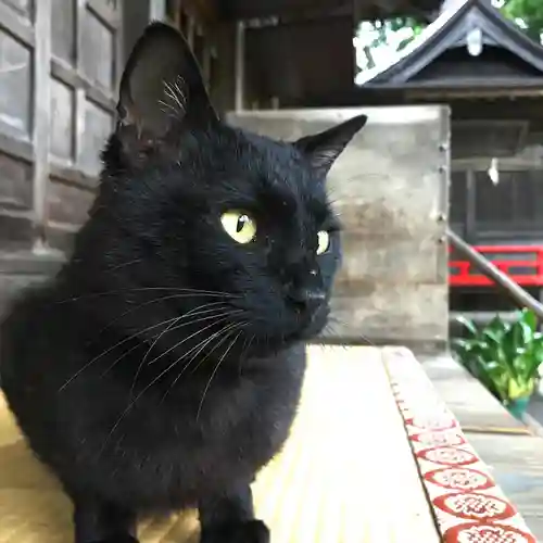 高司神社〜むすびの神の鎮まる社〜の動物