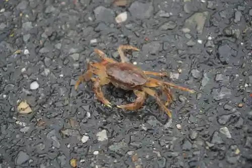 御蔭神社の動物
