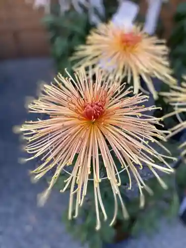 秩父神社の自然