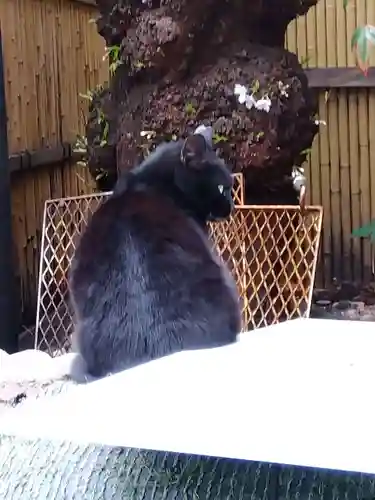 露天神社（お初天神）の動物