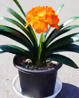 伊達神社(北海道)