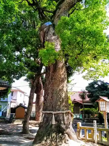 熊野三社の自然