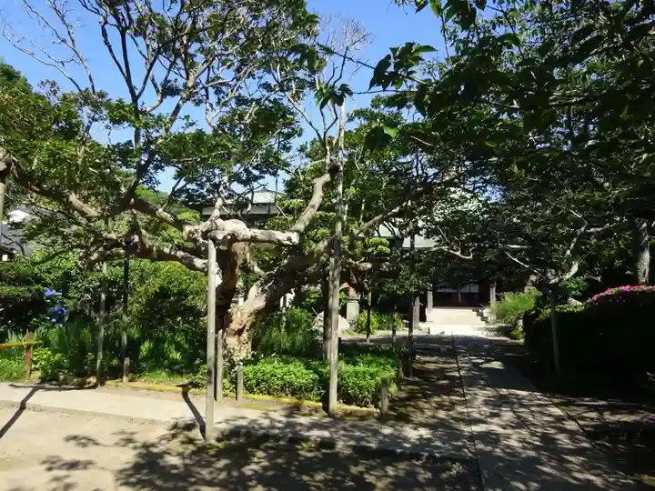 極楽寺(霊鷲山感應院極楽律寺)の自然