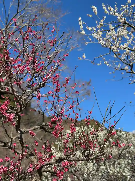 長谷寺(神奈川県)