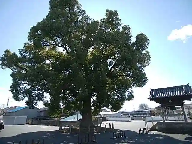 大聖院(倶利伽羅寺)の自然