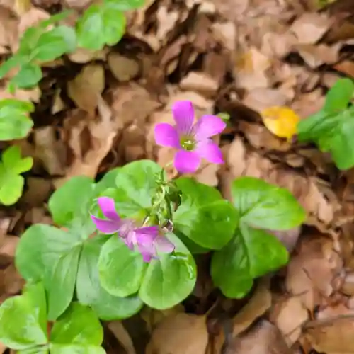 牛嶋天満宮の自然