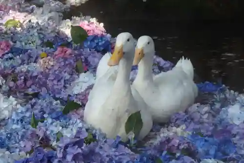 楽法寺（雨引観音）の動物