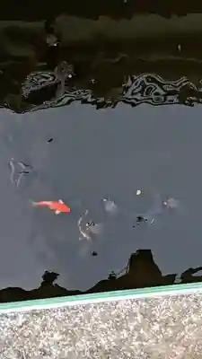 乳清水神社の動物