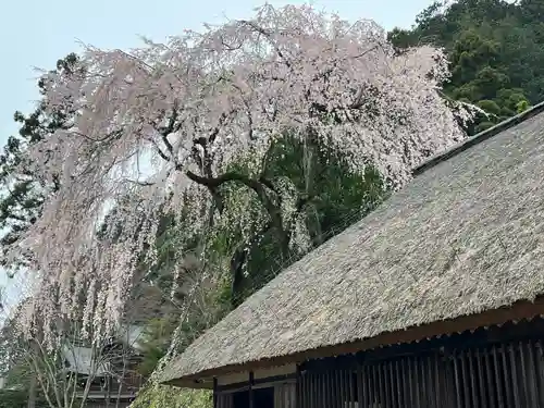 高麗神社(埼玉県)