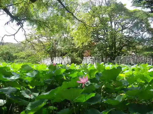 鶴岡八幡宮の庭園