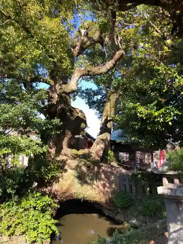 牛嶋天満宮の自然