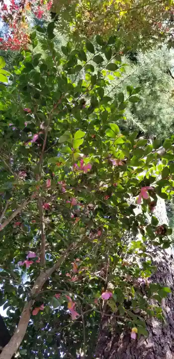 香取神社の自然