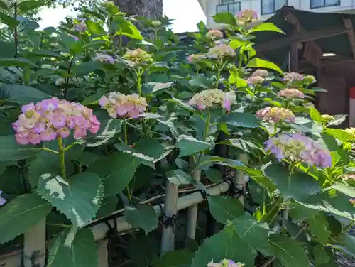 藤森神社(京都府)