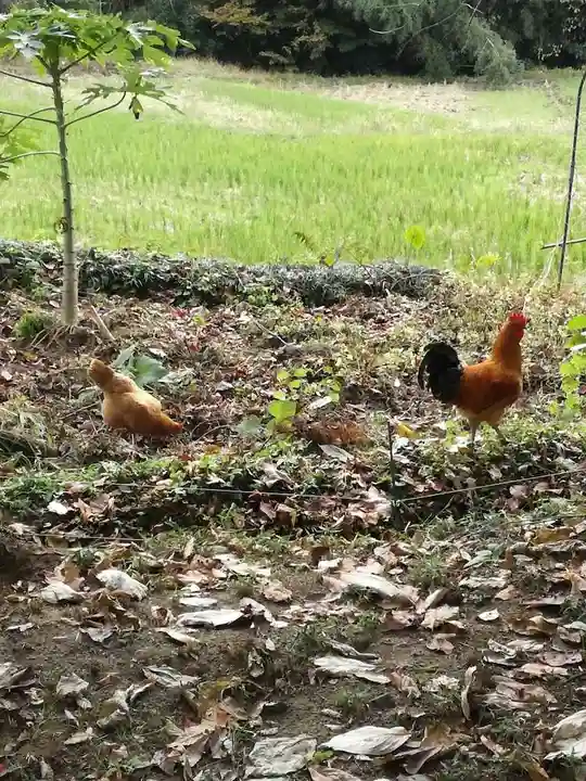 五所駒瀧神社の動物