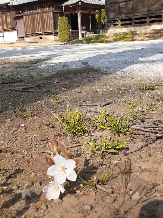 伏木香取神社の自然
