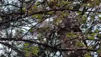 上川神社(北海道)