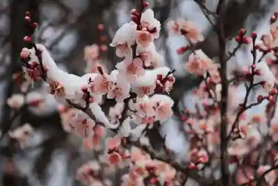 高屋敷稲荷神社の庭園