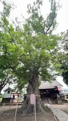白鳥神社(長野県)