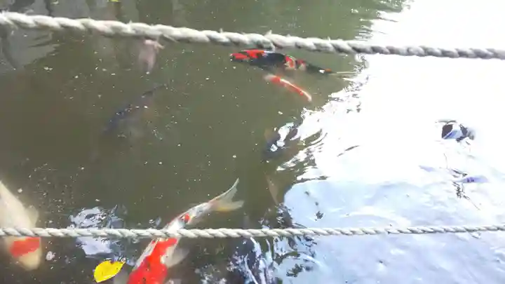 稗田野神社(薭田野神社)の動物