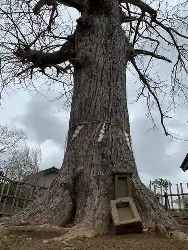 養老神社の自然