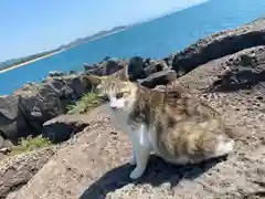 照島神社の動物