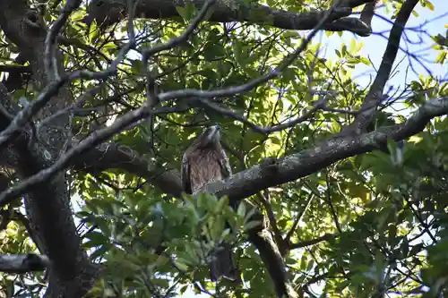 江島神社の動物