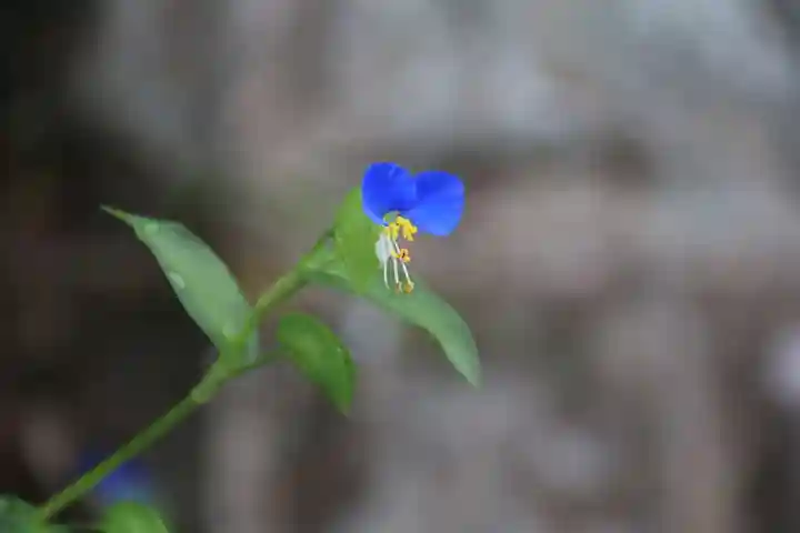 阿久津「田村神社」(郡山市阿久津町)旧社名:伊豆箱根三嶋三社の自然